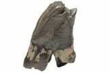Fossil Woolly Rhino (Coelodonta) Tooth - Siberia #210656-1